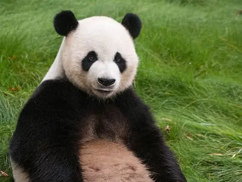 熊猫坐在草地上,看着你 4k