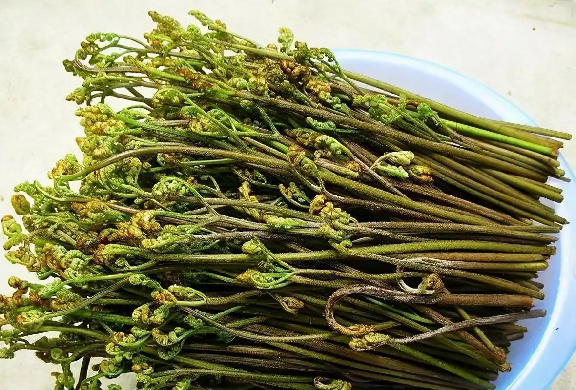 家里只吃公的…… 柳蒿芽,做包子馅能馋哭东北人…… 蕨菜,远古植物