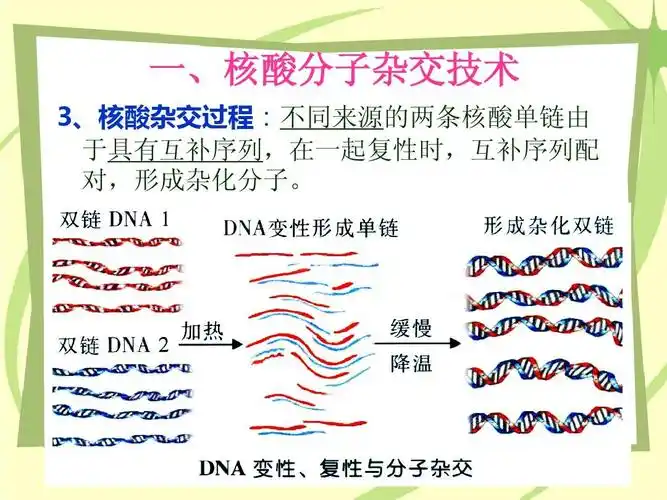 16 southern杂交技术ppt