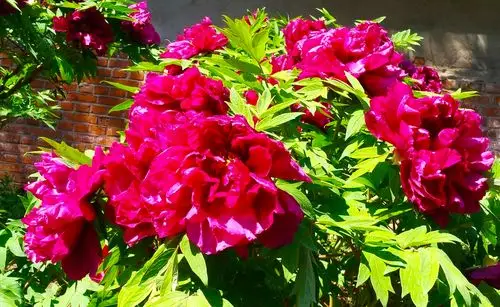 牡丹花香国色浓