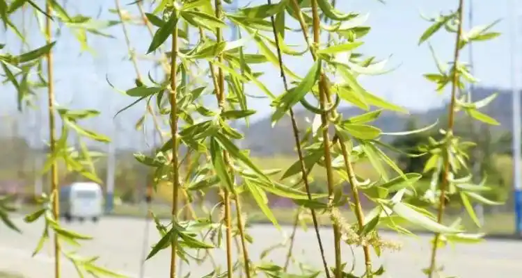 柳树枝叶像什么?