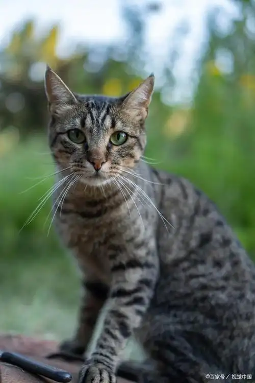 但是,如何判断一只虎斑猫是不是纯种呢?