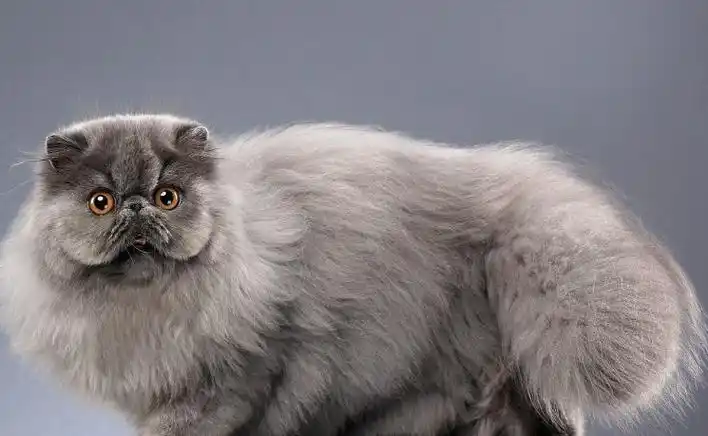 长毛猫有哪些品种?好看的"长毛猫"种类大全