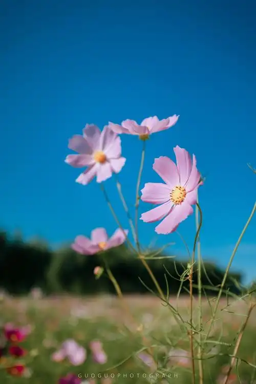摄影专贴格桑花