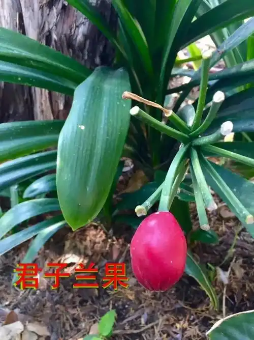 人性化的君子兰总是春节期间开花贺新年