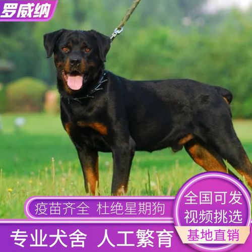 【视频选 】纯种罗威纳犬活体大型护卫犬罗威纳幼犬 幼崽狗狗活体