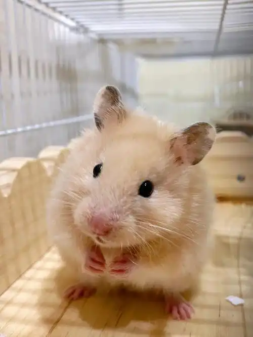 金丝熊小熊宝00