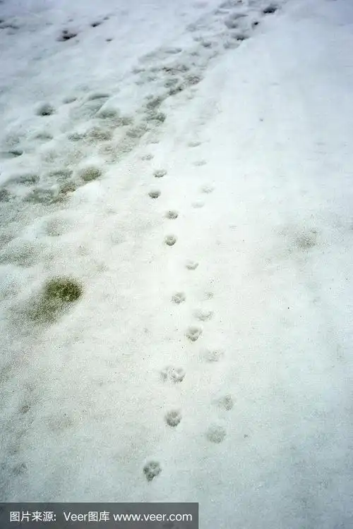 雪地上的狗脚印