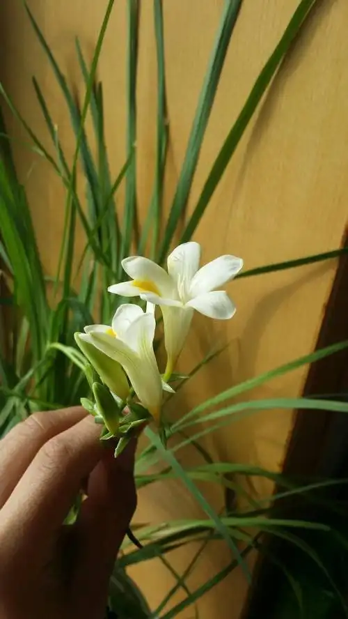 很像韭菜,开花有香味.希望能具体点.