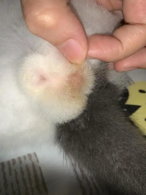 【讨论】蛋蛋黑点是毛囊炎吗 qaq