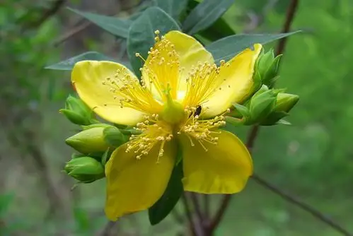 金丝梅花图片 金丝梅图片 金丝梅植物图片