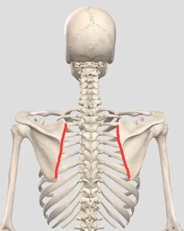 肩胛骨