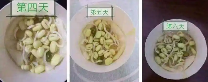 【特色作业展二】巧发豆芽,妙制模型——记七年级生物寒假实践活动