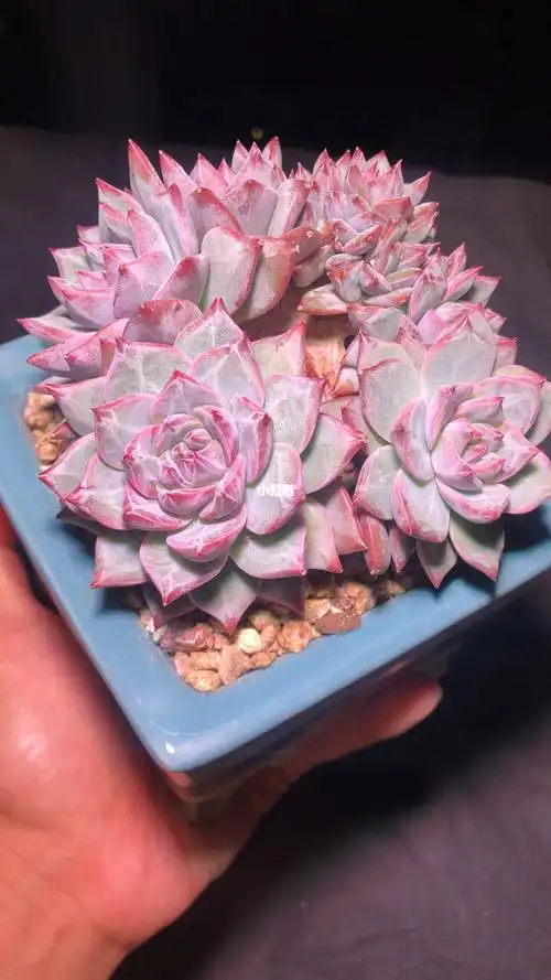 但是暗纹更明显 叶片也短肥了 期待冬天#粉蓝鸟  #多肉