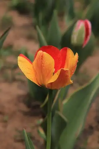 百合科郁金香属的草本植物,是土耳其,哈萨克斯坦,荷兰的国花