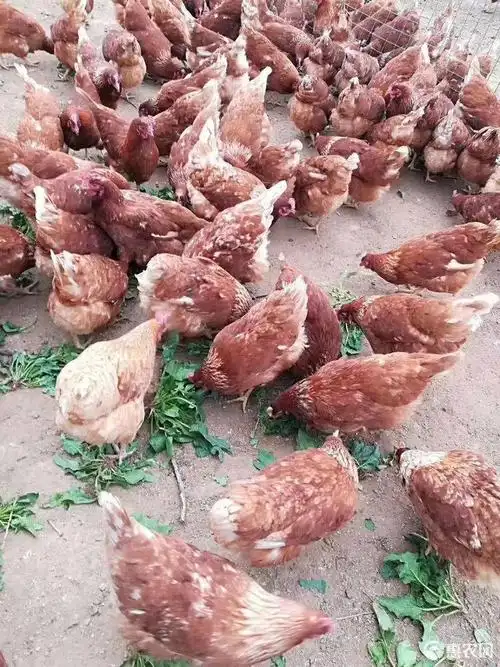 海兰褐壳蛋鸡 海兰褐专生蛋鸡,一年产率320枚