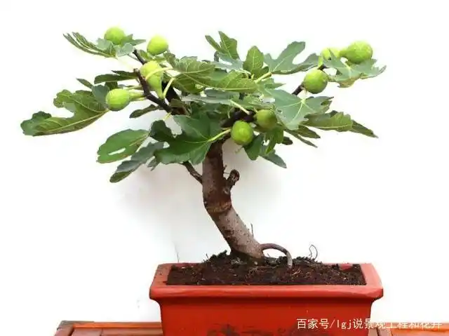 制作无花果盆景,只需做好这几点,果实多造型好