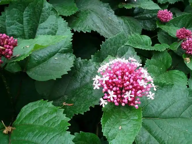 这是什么植物的花?
