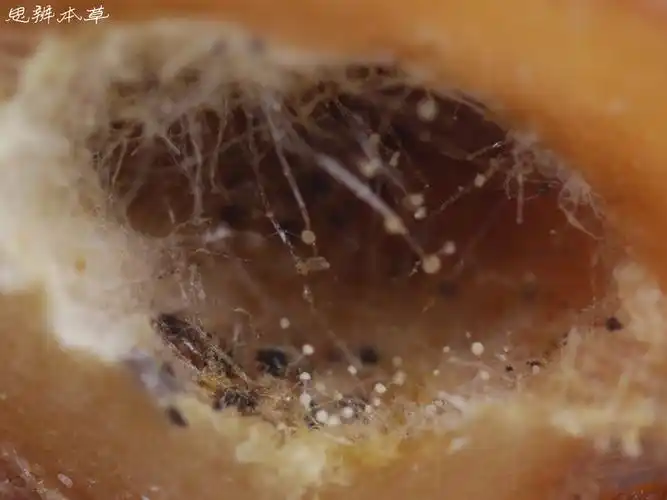 中药霉变的产生与鉴别下