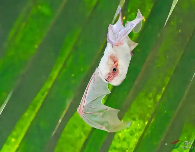 白蝙蝠祝贺荣获首页精华