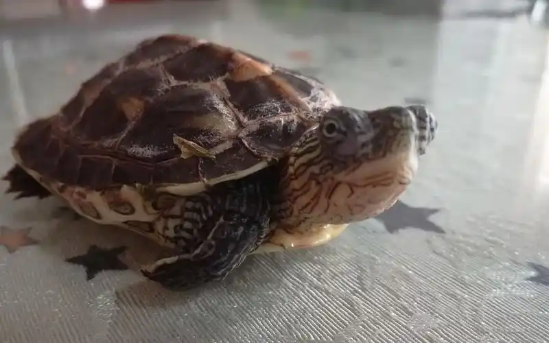 日常:家里新添一只小王八