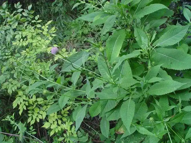 农民生病受伤只能依靠草药医治和尚头在民间是一种非常实用的药材