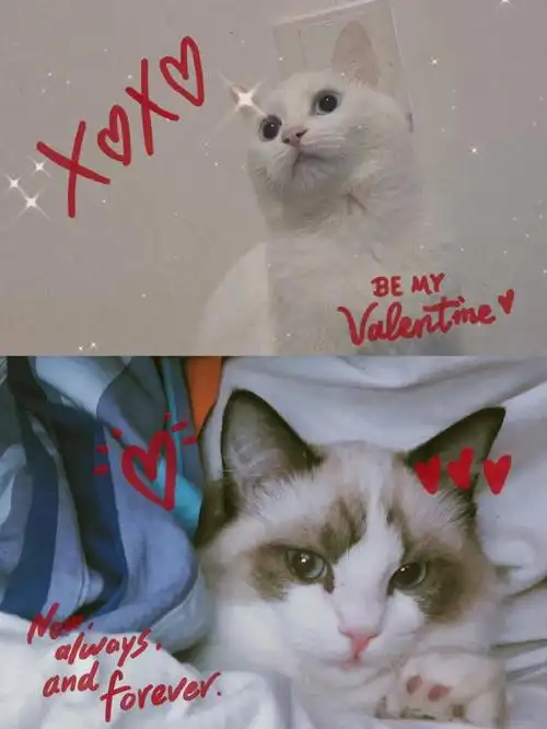 布偶和田园猫白猫