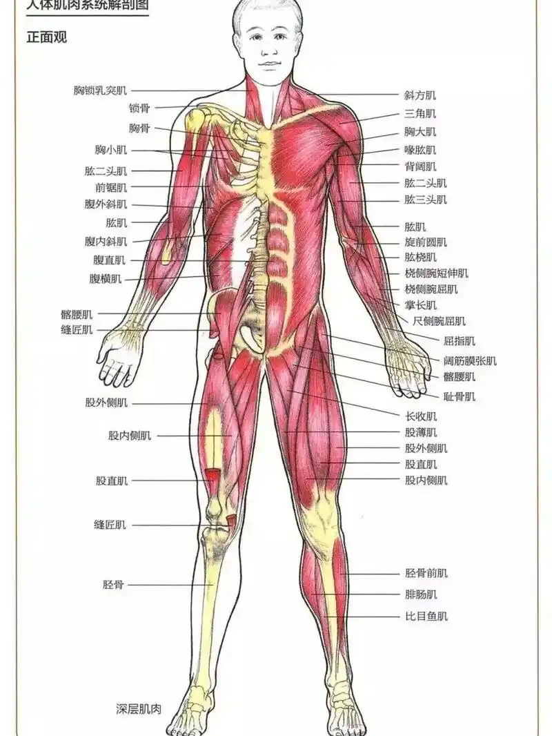 全身肌肉解剖图谱