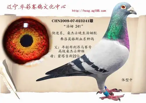 汤姆配英格斯231 保证金级 拍卖