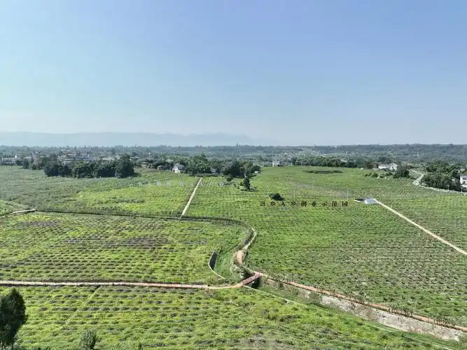 市州观察丨从卖花椒到卖产品 广安青花椒的"进阶"秘籍