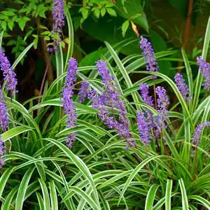 金边阔叶麦冬草图片