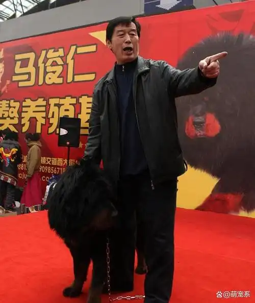 从一只换北京两套房到成为流浪狗藏獒泡沫是怎么破灭的