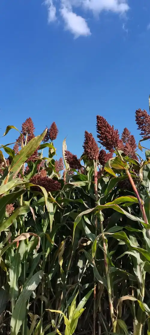 又是一年高粱红,(晚霞)