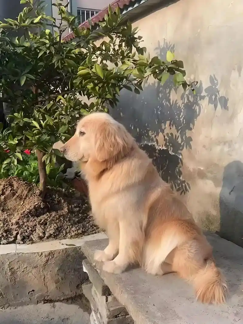 16岁老狗让我有种无力感,要疯了