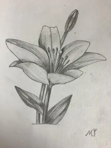 花的素描画图片大全花的素描画图片大全手绘