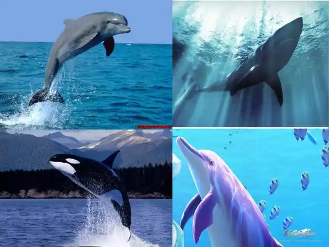 幼儿园中班课件 《海底世界》.ppt