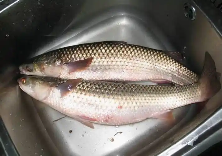 鱼肉是没毒的可以食用)37 招潮蟹36 凤鲚(jì)35 蝤蠓虎——乌塘鳢(l