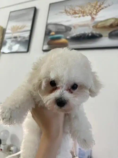 比熊泪痕重怎么办