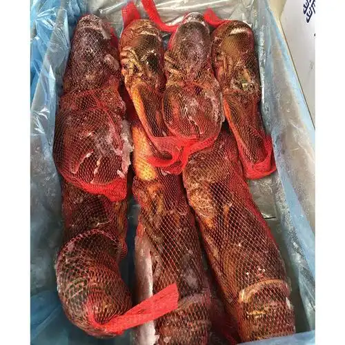 鲜活波士顿龙虾活体加拿大龙虾澳龙海鲜水产波龙澳洲奥龙活虾商用