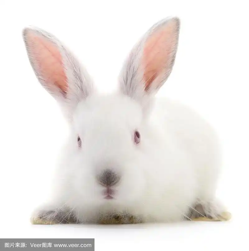白色的兔子.