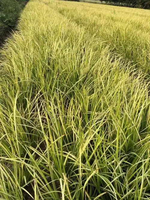 金叶石菖蒲图片(金叶石菖蒲图片大全)