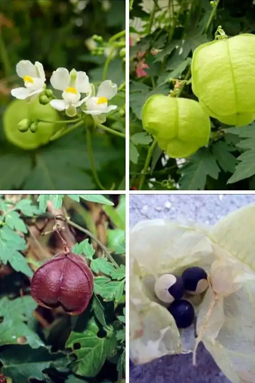 灯笼草花,果,籽