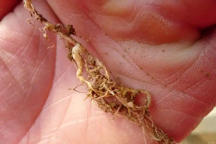 娃哈哈高清分享-黄瓜苗期根结线虫