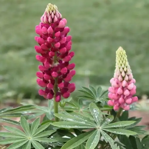 种子鲁冰花混色春秋秋播多年生耐寒盆栽园林景观绿化家庭园艺种子