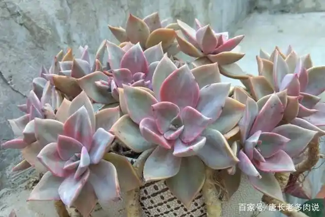 你的多肉初恋是否还健在?如果遇到叶片大量掉落知道怎么处理吗?