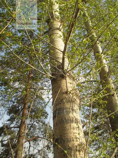 p> a target="_blank" href="/item/东北杨/9605273" data-lemmaid="