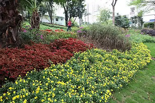 广州,海印公园,植物,休闲,绿地,安静,自然,树木,花草,园林