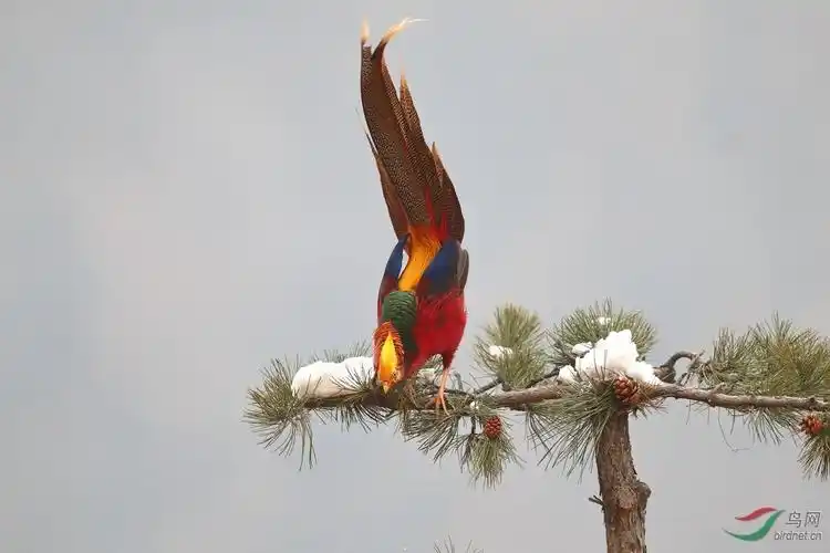 传说中的金凤凰红腹锦鸡