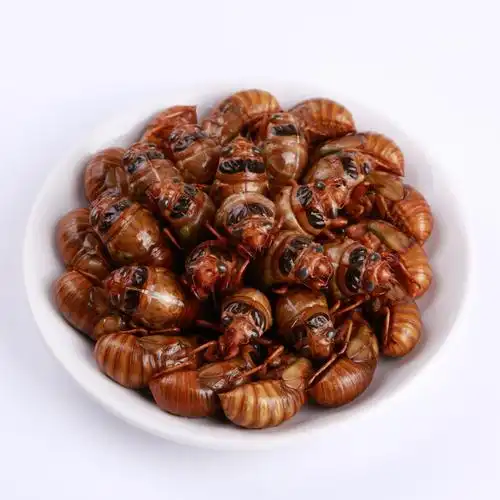 知了2022年新鲜金蝉唐僧肉蛹蝉爬生肉100只其它生肉制品