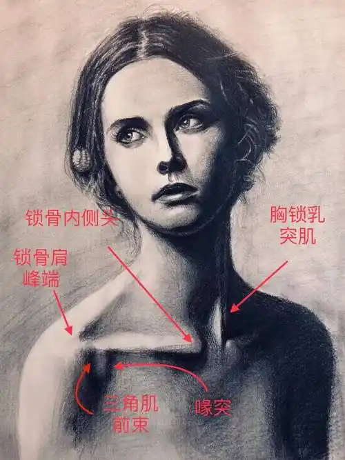 锁骨是什么为啥有人锁骨粗有的细